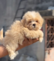 Purchase KCI Registered Lhasa Apso Puppy from Chennai